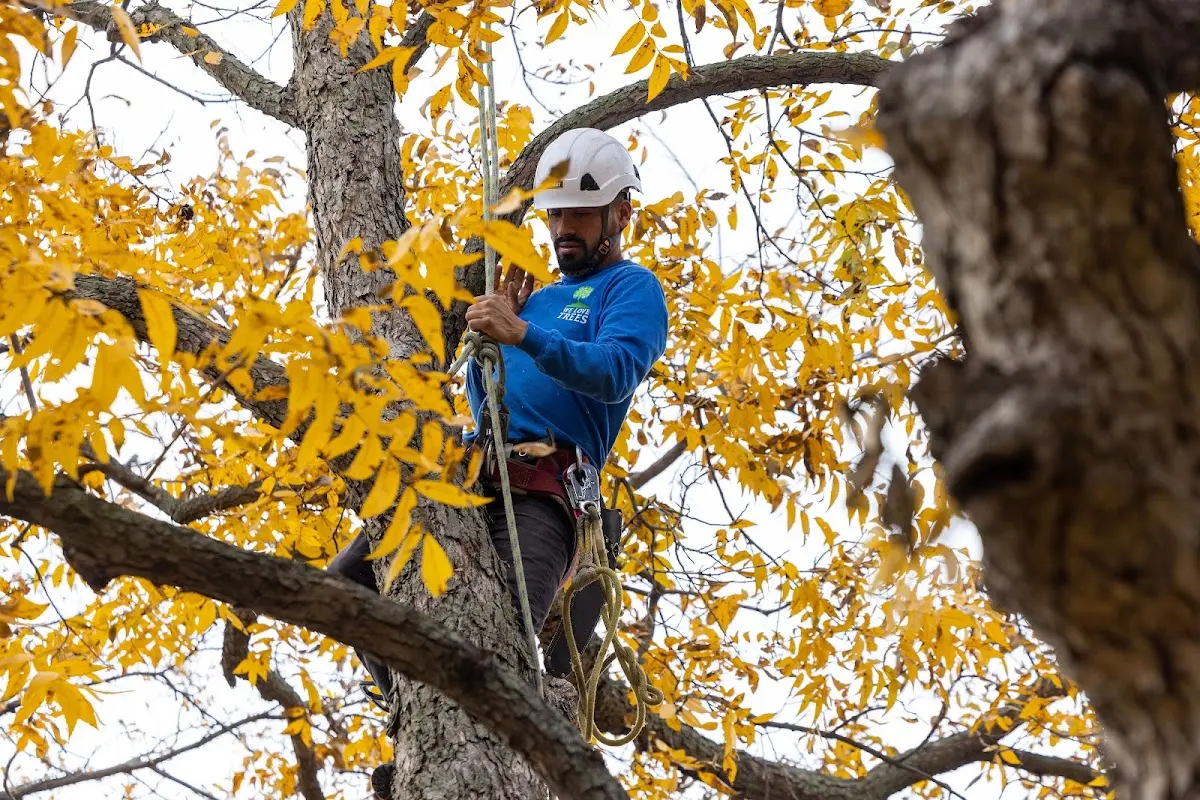 Skilled Storm Damage Cleanup crew working in Ferron